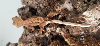 Pagekon řasnatý mláďata Correlophus ciliatus