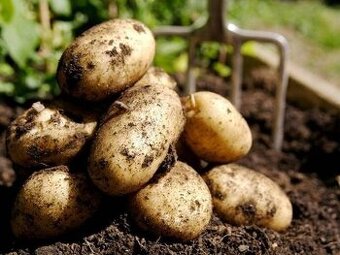 Prodáváme nové brambory a cibuli