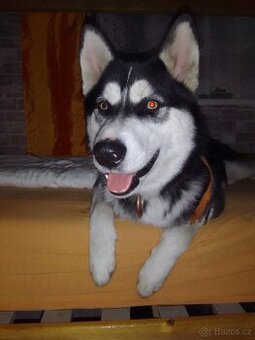 Prodám psa husky