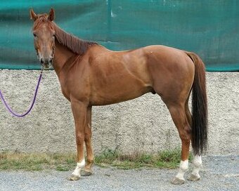 Valach A1/1 5let - 1