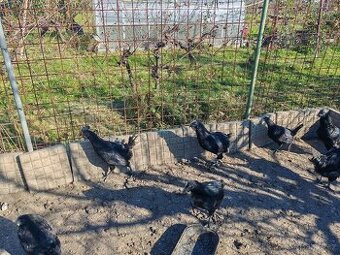 Ayam Cemani