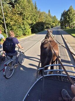 Prodám 6 leteho Valacha