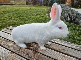 Český albín (ČA) - samci