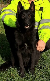 Belgický ovčák štěňata