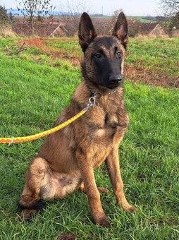 Belgický ovčák štěně – černé, rezavé, čistokrevné