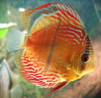 Prodej terčovců, L-sumců, skalár, rejnoků a jiných ryb