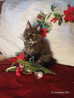 mainská mývalí koťata bez PP (Bibi)