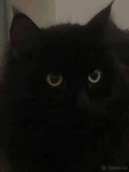 Kočky k adopci 🐾