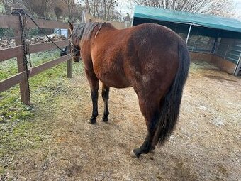 Hřebeček APH - 2024