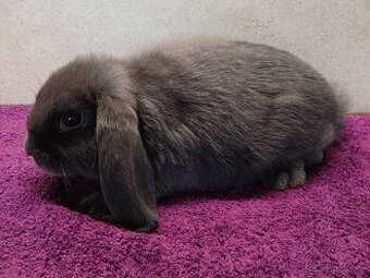 Zakrslý beran (beránek) s PP