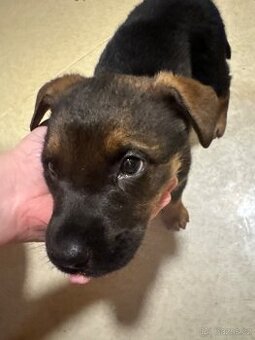 Štěňata 2 chlapci