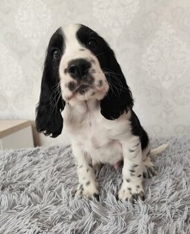 Anglický špringršpaněl s PP pes - 1