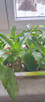 léčivá KALÍSIE vonná - - viz text a fota