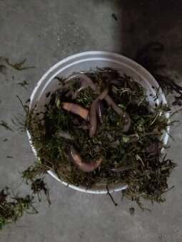 Čerstvé žížaly štovy