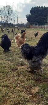 Brahmanka velká - násadová vejce MIX BAREV