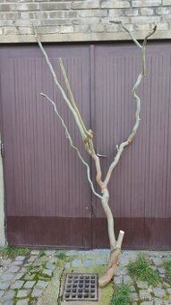 Velká větev z vrby