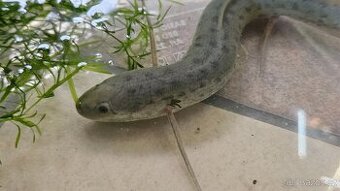 Bahník západoafrický Protopterus annectens