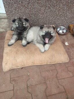 Německý vlčí špic Keeshond