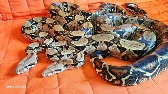 Hroznýš královsky-Boa constrictor imperator