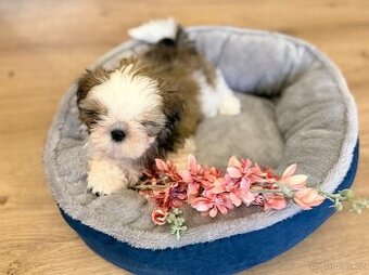 nejmilejší Shih-Tzu štěňátka - 1