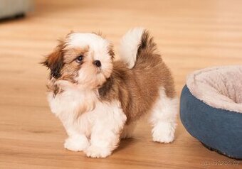 nejmilejší Shih-Tzu štěňátka