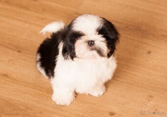 nejmilejší Shih-Tzu štěňátka