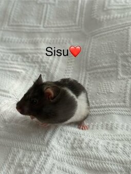 Křeček syrský