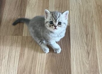 Britská kočička MRAMOR TABBY