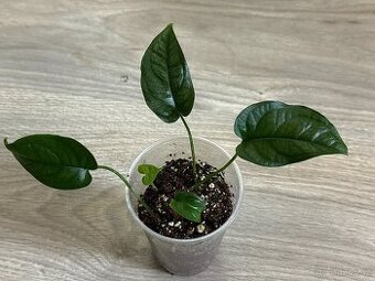 Monstera Siltepecana