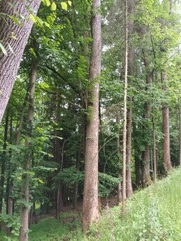 Prodej lesních pozemků Horní Hynčina