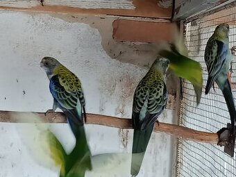 Kakariki, rozela