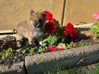 Shiba inu, šiba - štěňátka bez PP
