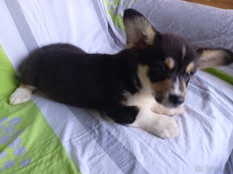 Welsh Corgi pejsek