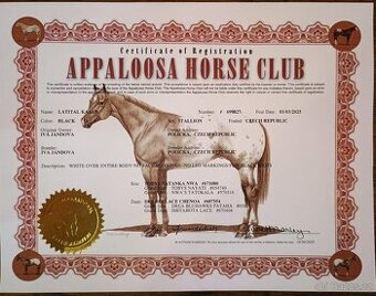 100% Appaloosa hřebeček
