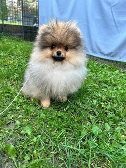 Pomeranian s PP,   Chovatelská stanica Nucháčik poms