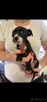 Štěňata Staford - 1