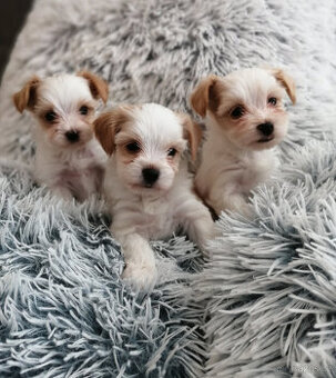 Štěňátka jork. terrier k rezervaci