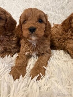 Cavapoo s pp/ registrací