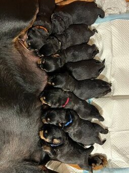 Rottweiler štěňátka – síla, srdce a věrnost v jednom