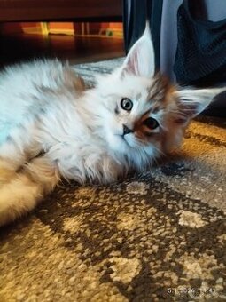 Mainská mývalí koťátka