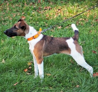 Foxteriér hladkosrstý fenečka - 1