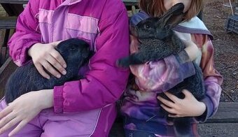 Králík samec ČV x VM - 2ks