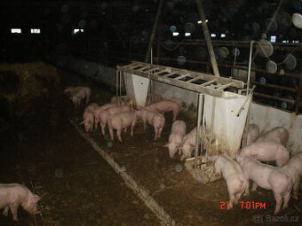 Krmítko, samokrmítko, koryto pro prasata