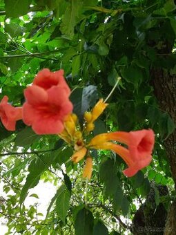 Trubač  nejen k pergole, plot, zidku ...ap.