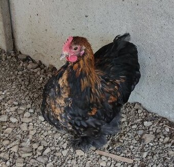 Kočinka zakrslá -kohouti