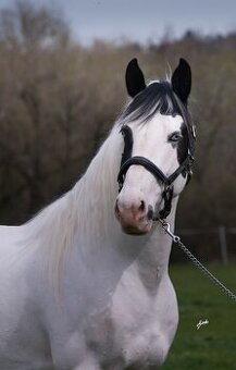 Připouštění Dragon Mist Goodshapes