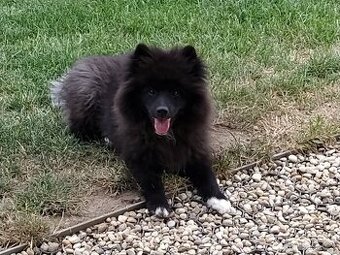 Velký černý špic s PP - očekáváme štěňátka