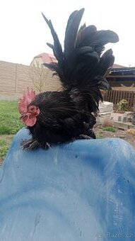 Zakrslé rousné černé- výstavní kmen