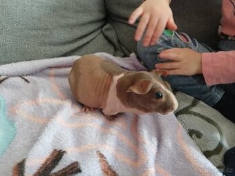 Daruji skinny morče