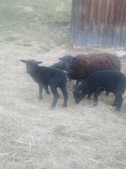 Ouessantský jehňátka